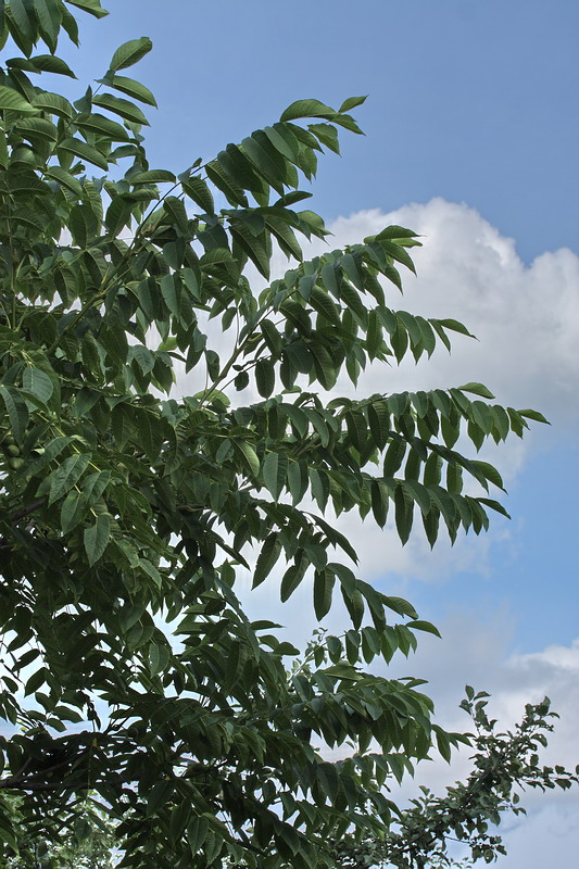 Изображение особи Juglans mandshurica.