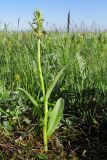 Dactylorhiza viridis