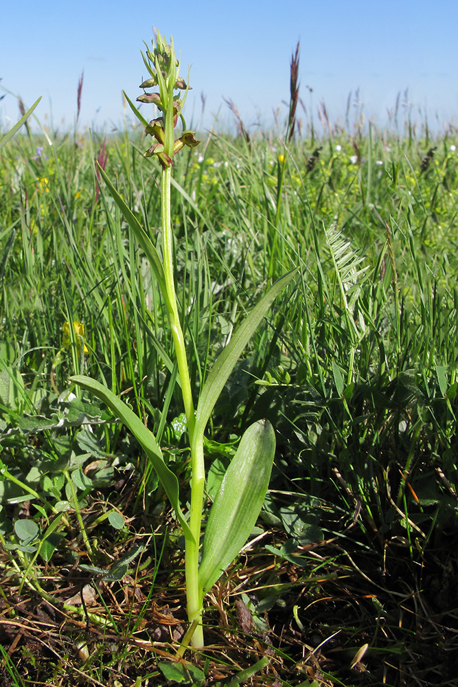 Изображение особи Dactylorhiza viridis.