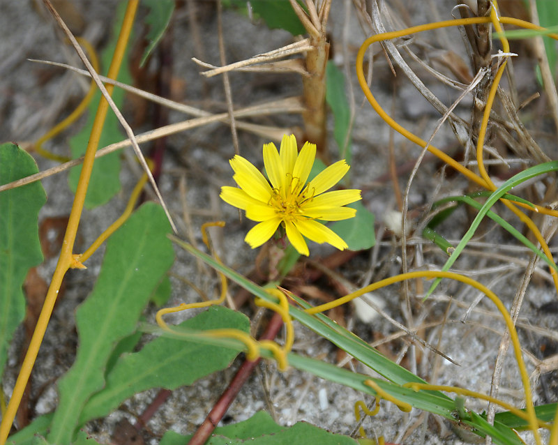 Image of Launaea sarmentosa specimen.