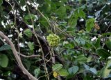 Mucuna gigantea