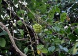 Mucuna gigantea. Часть побега с соцветием на ветвях дерева. Андаманские острова, остров Хейвлок, прибрежный лес. 30.12.2014.