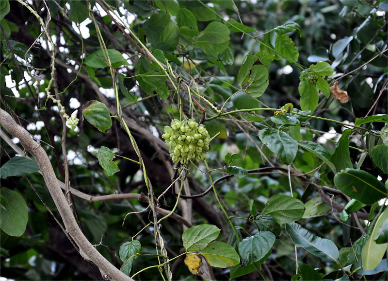 Изображение особи Mucuna gigantea.