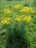 Senecio erucifolius