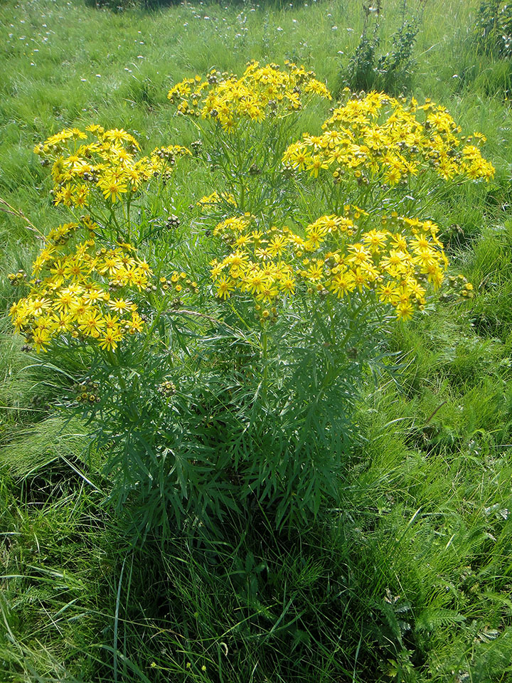 Изображение особи Senecio erucifolius.