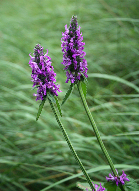 Изображение особи Betonica officinalis.