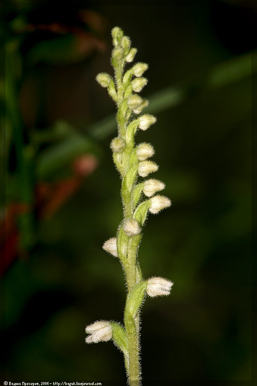 Изображение особи Goodyera repens.