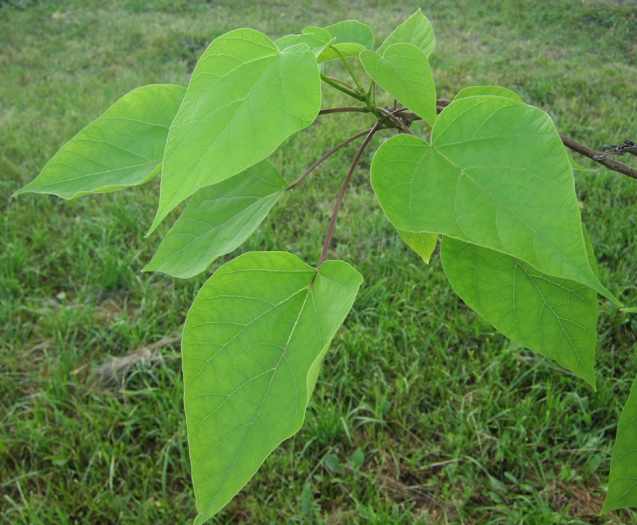 Изображение особи род Catalpa.