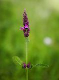 Betonica officinalis