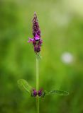 Betonica officinalis. Соцветие. Пермский край, Чусовской р-н, долина р. Чусовая, разнотравный луг. 17.07.2014.