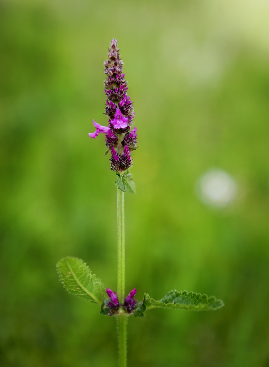 Изображение особи Betonica officinalis.