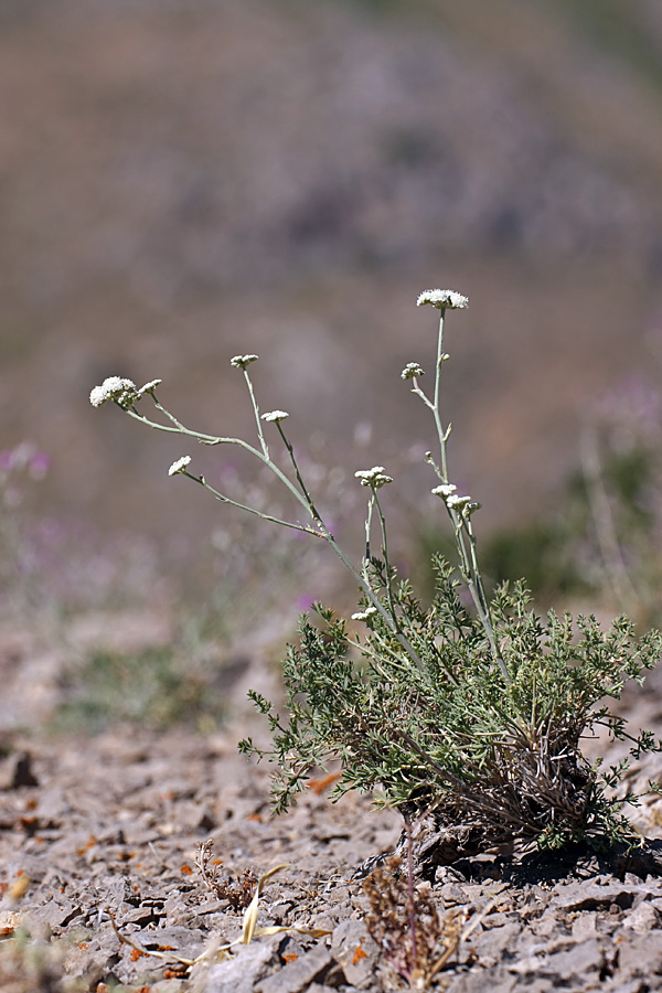 Image of Seseli marginatum specimen.