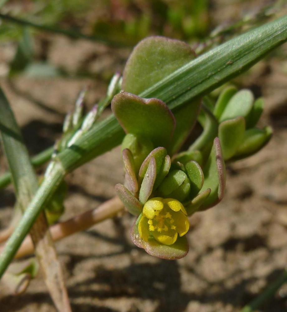 Image of Portulaca oleracea specimen.