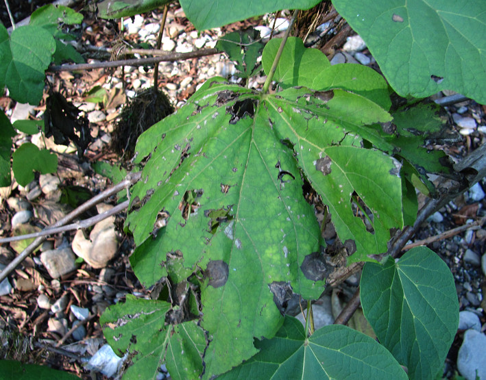 Image of Catalpa bignonioides specimen.