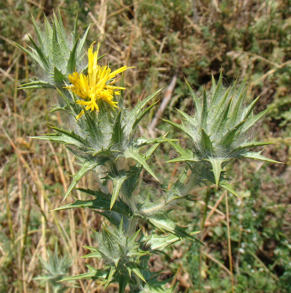 Изображение особи Carthamus lanatus.