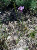 Allium barsczewskii. Цветущее растение. Узбекистан, Кашкадарьинская обл., низкогорья в окр. Дехканабада, горы Кайпантау. 19.05.2009.