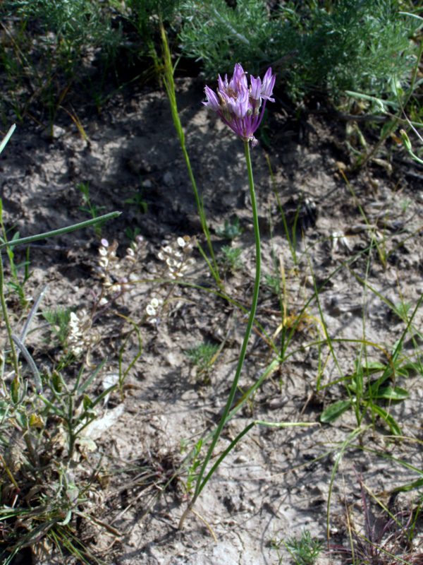 Image of Allium barsczewskii specimen.