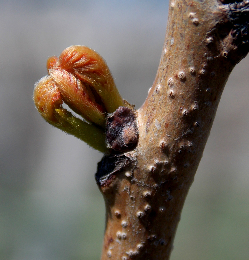 Изображение особи Koelreuteria paniculata.