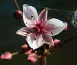 Butomus umbellatus