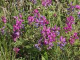 Oxytropis teres