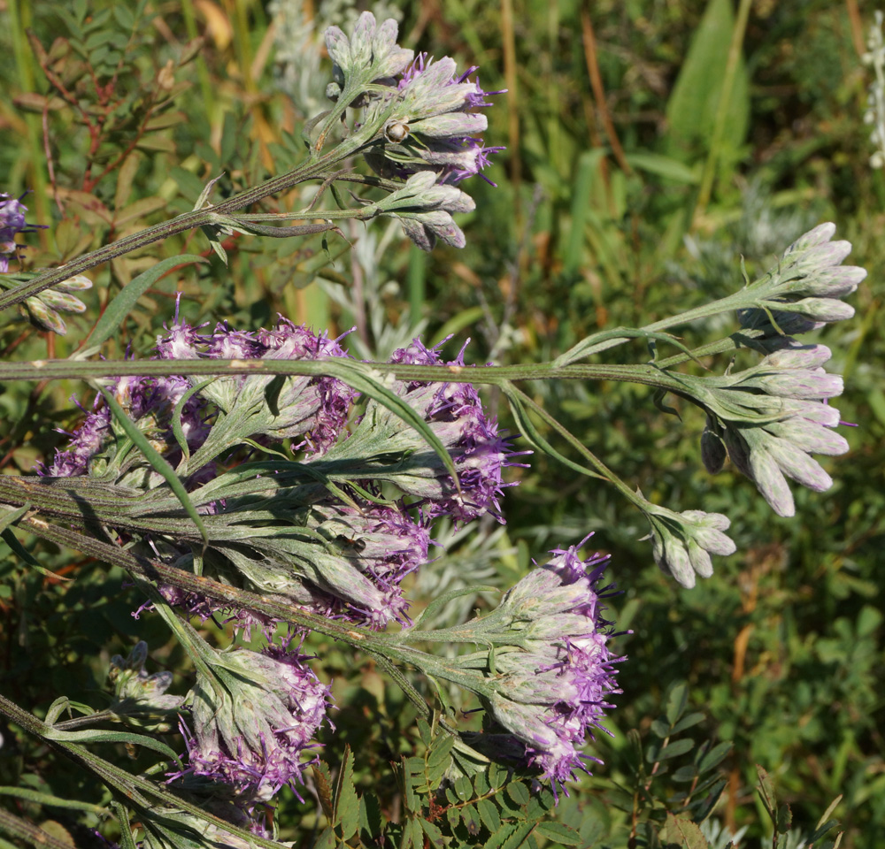 Image of Saussurea elata specimen.