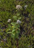 Spiraea beauverdiana