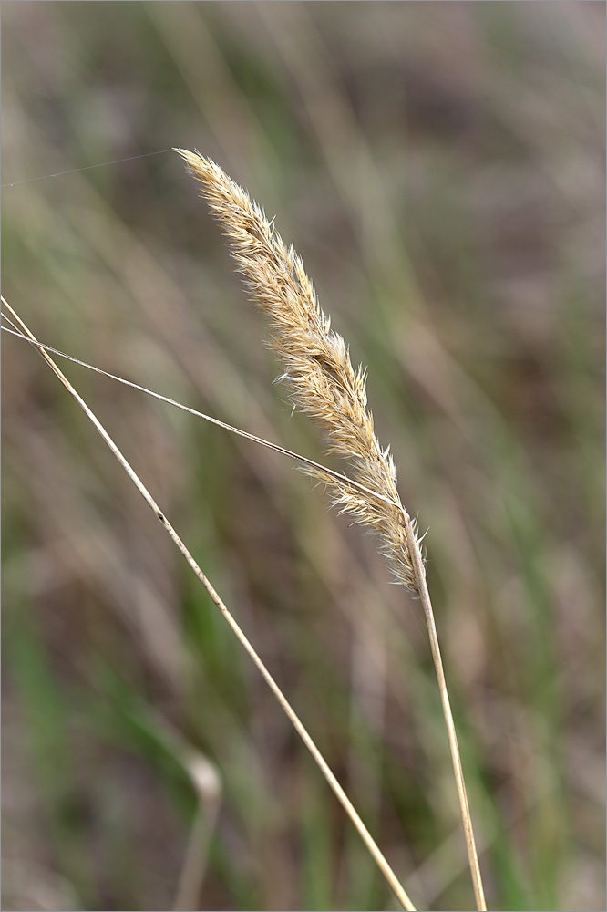 Изображение особи Calamagrostis epigeios.