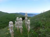 Asphodeline taurica