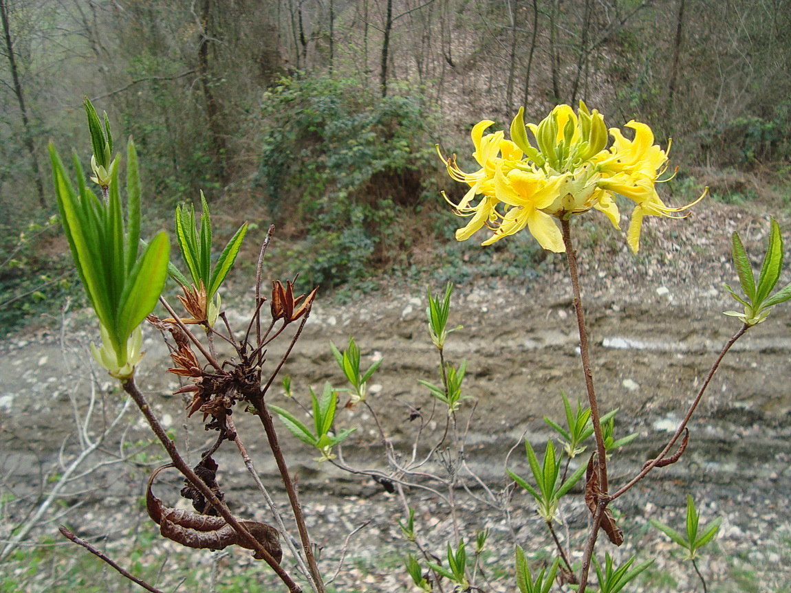 Изображение особи Rhododendron luteum.