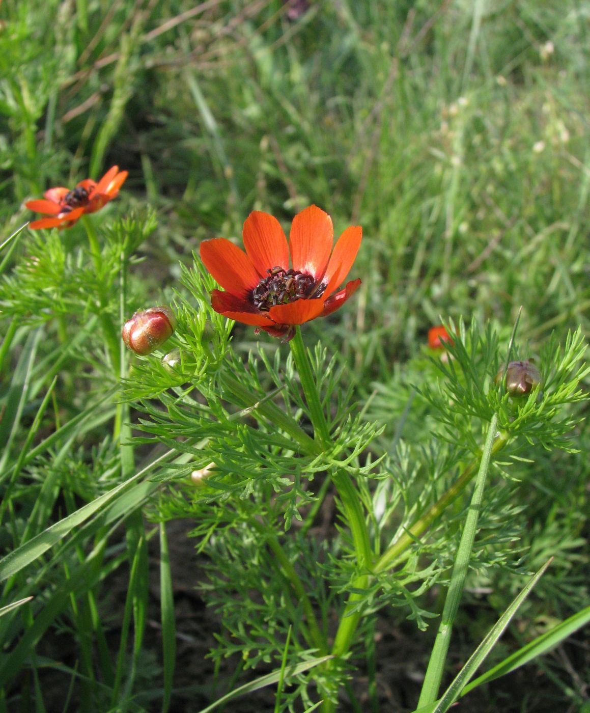 Image of Adonis aestivalis specimen.