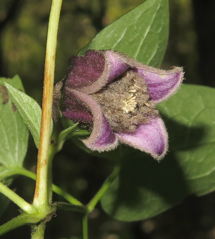 Image of Clematis fusca specimen.