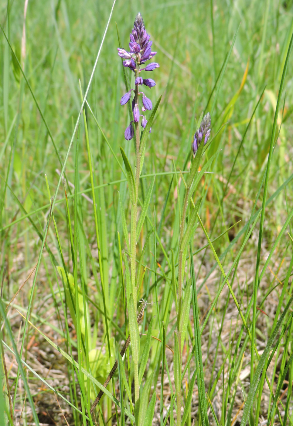 Image of Polygala comosa specimen.