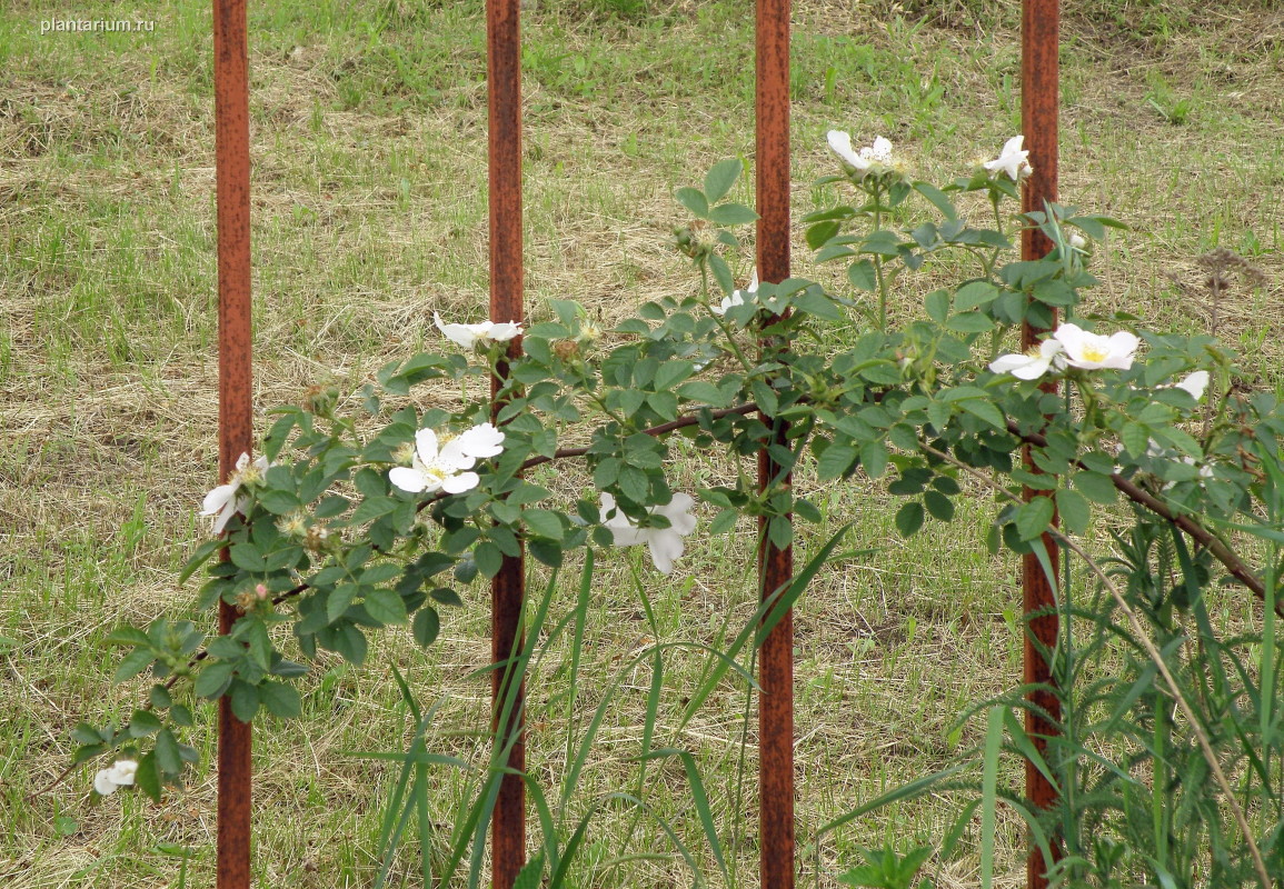 Image of genus Rosa specimen.