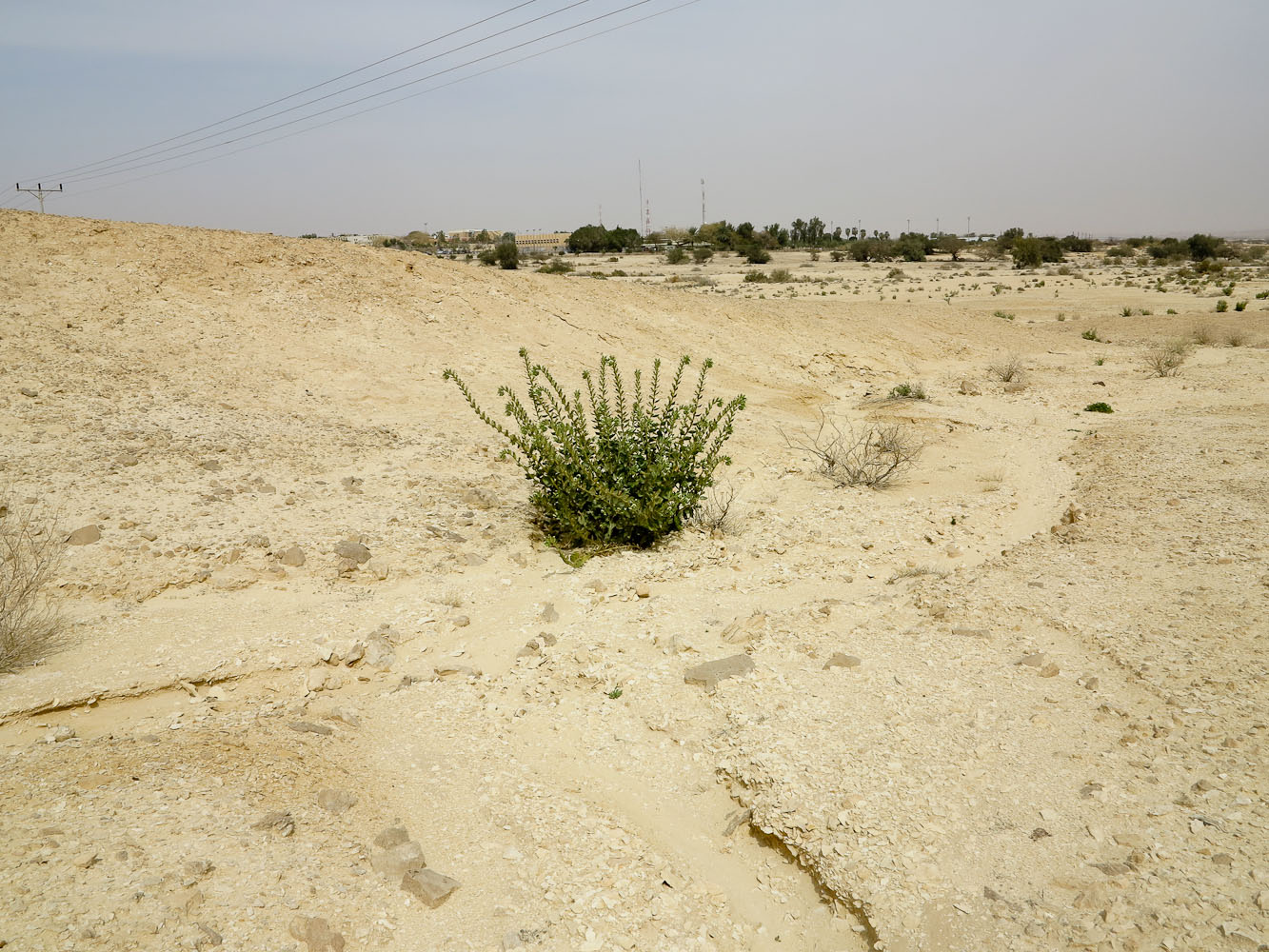 Image of Hyoscyamus desertorum  specimen.