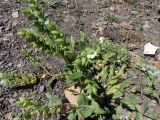 Nonea lutea