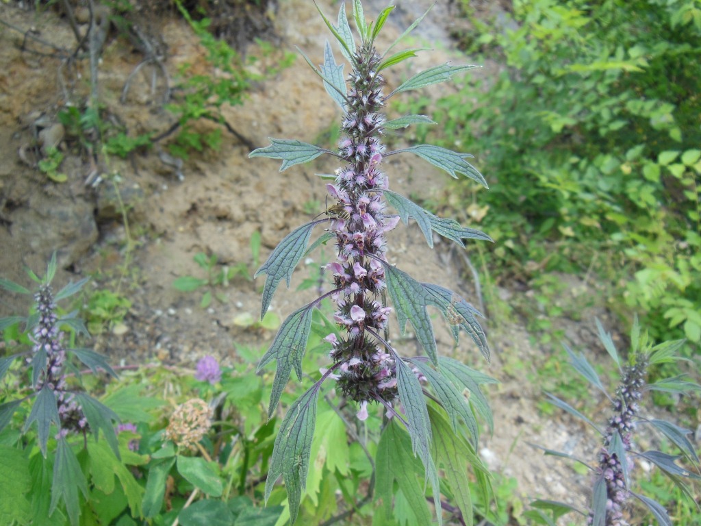 Image of Leonurus quinquelobatus specimen.