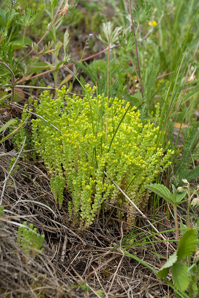 Изображение особи Sedum acre.