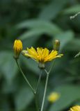 Crepis paludosa