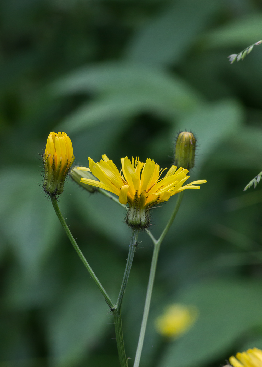 Изображение особи Crepis paludosa.