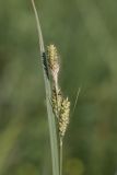 Carex hartmaniorum