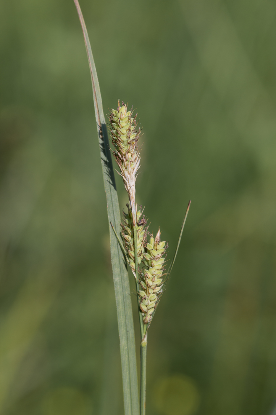 Изображение особи Carex hartmaniorum.