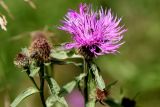 Centaurea phrygia