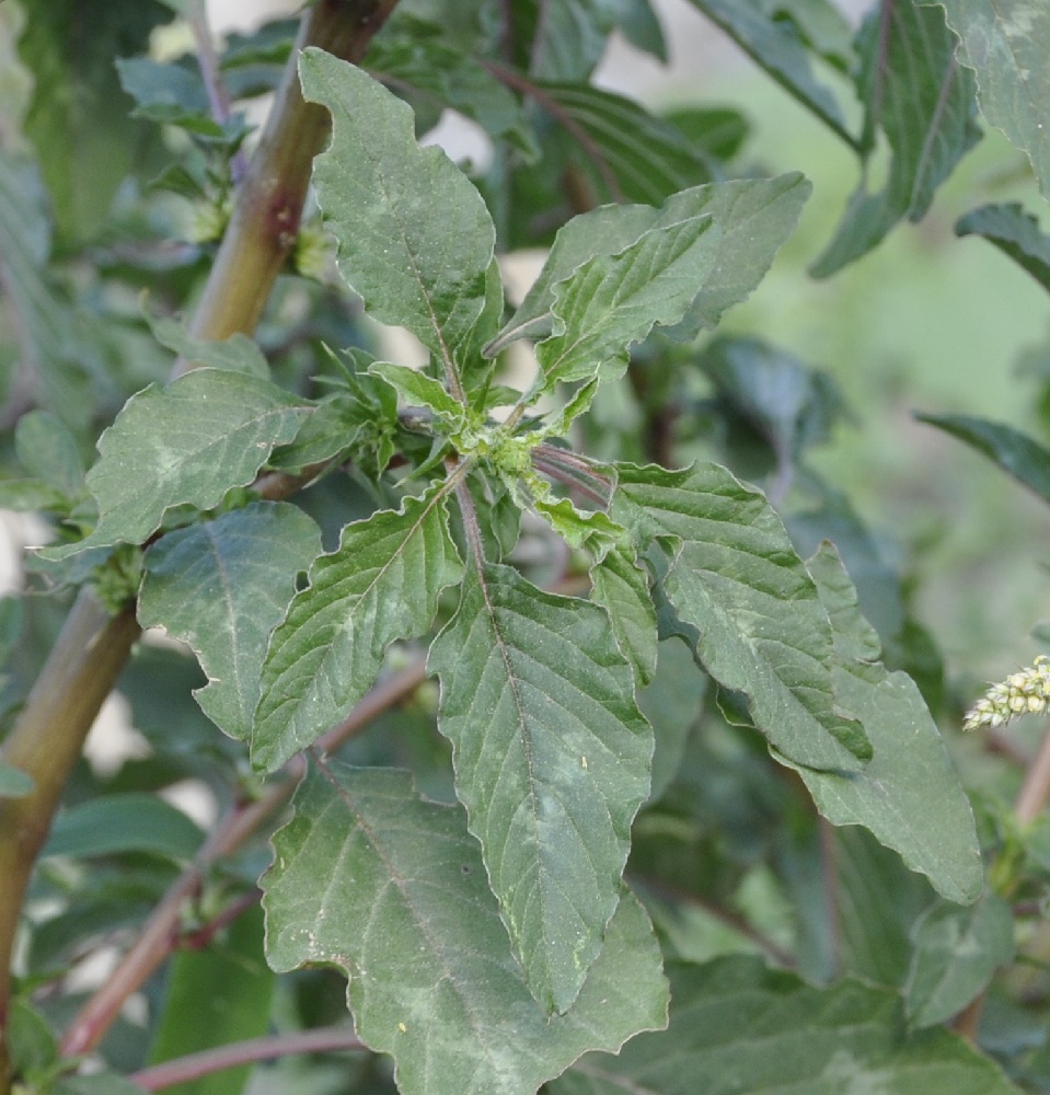Изображение особи Amaranthus spinosus.