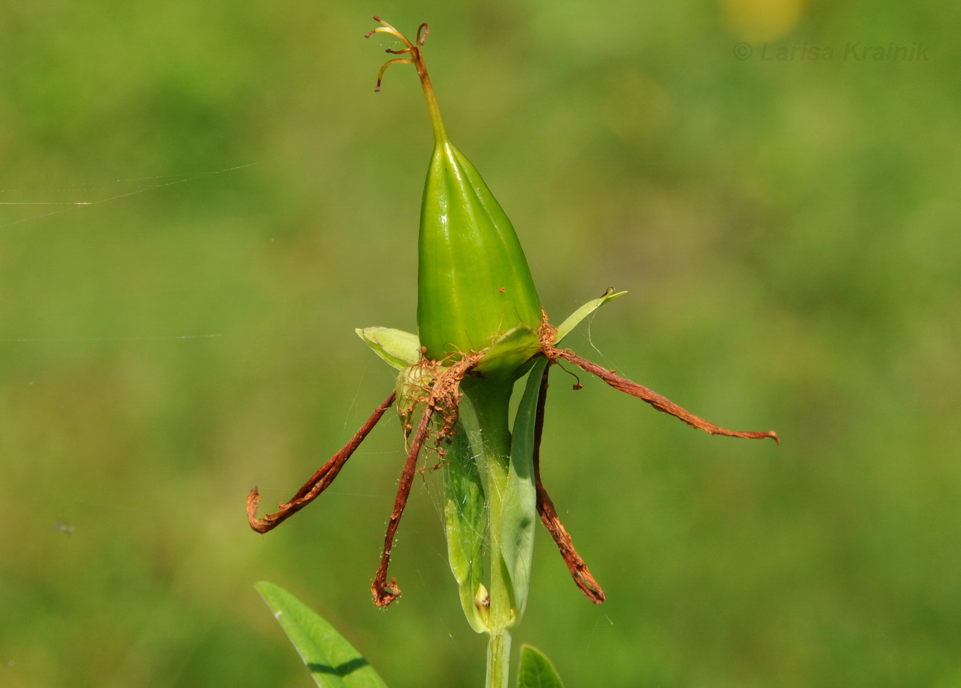 Изображение особи Hypericum ascyron.