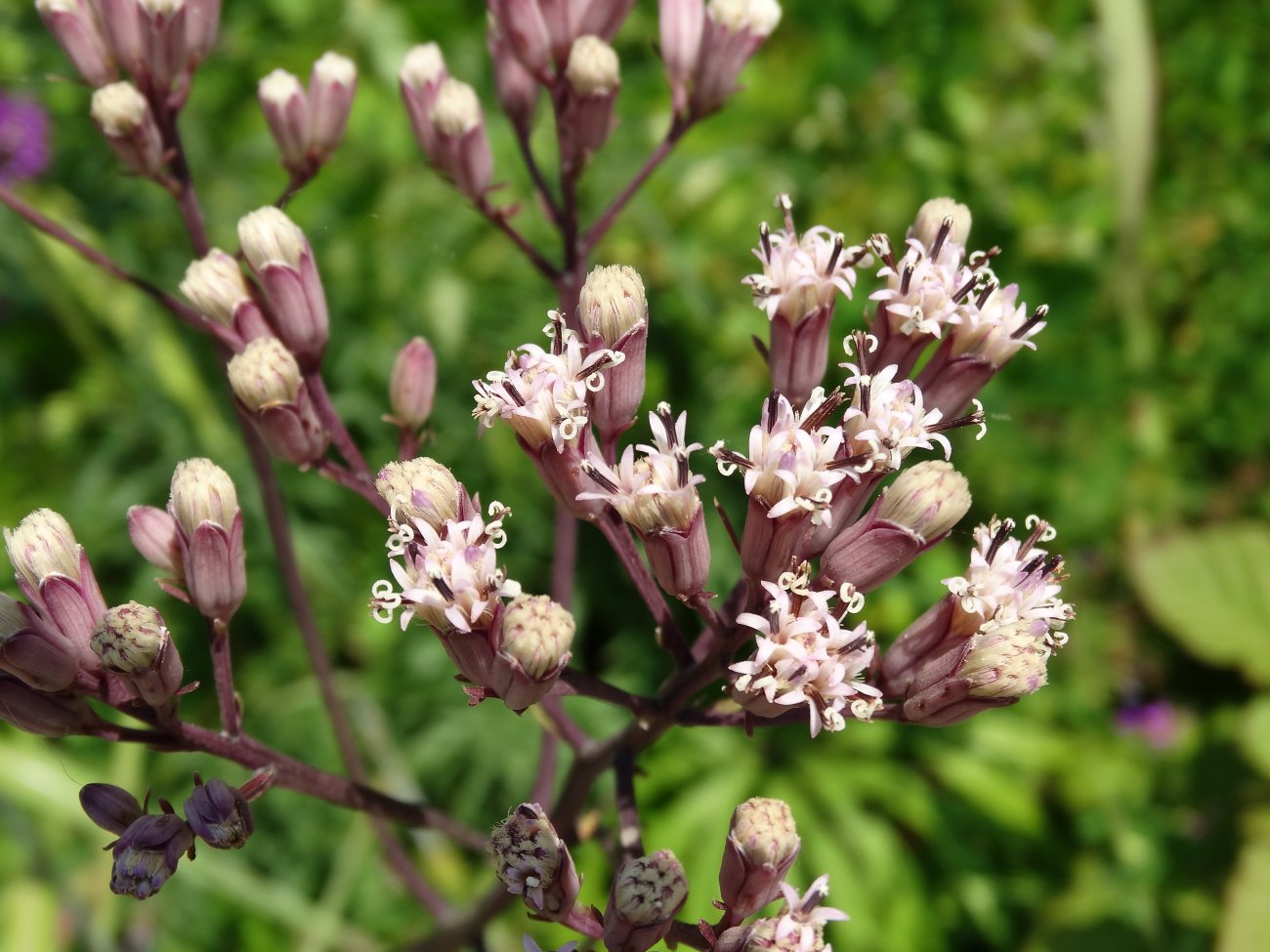 Изображение особи Syneilesis aconitifolia.