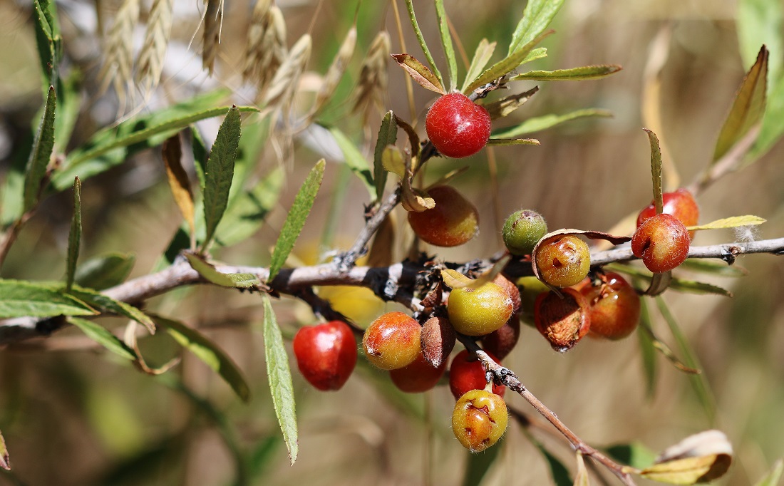 Изображение особи Cerasus incana.