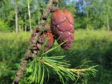 Larix sibirica