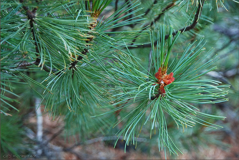 Image of Pinus pumila specimen.