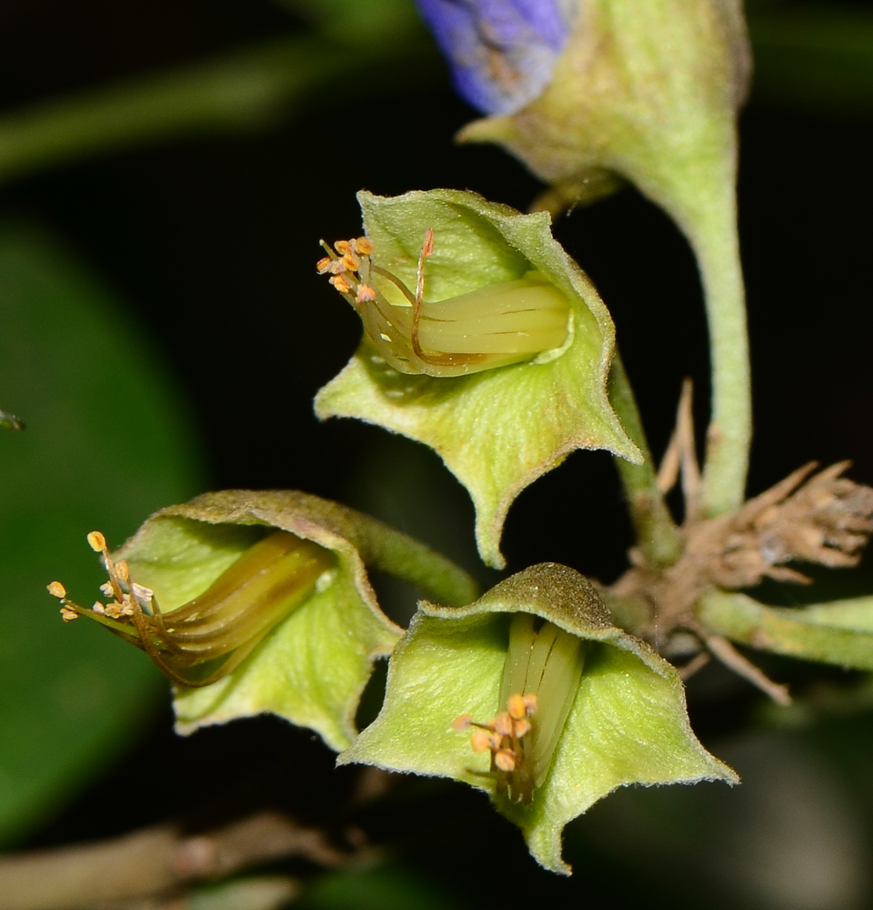 Изображение особи Sophora secundiflora.