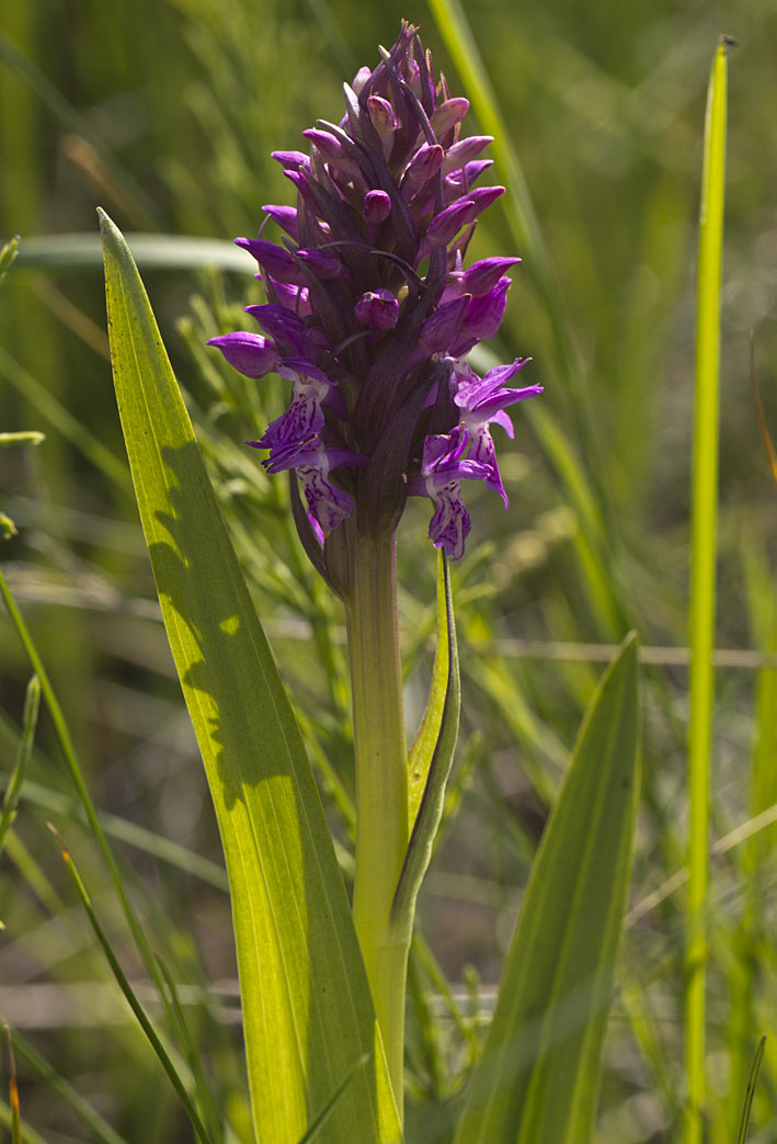 Изображение особи Dactylorhiza incarnata.